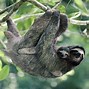 Image result for Sloth iPad Wallpaper