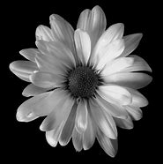 Image result for Flower Blak White
