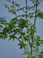 Image result for Acer palmatum Nicholsonii