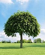 Image result for albero