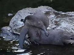 Image result for Otter Mates