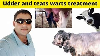 Image result for Cattle Warts Treatment