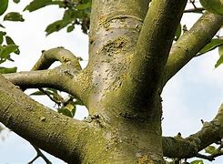 Image result for Malus domestica Dubbele Griet