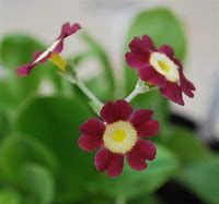 Image result for Primula auricula Black Jack