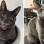 Image result for Creepy Smiling Cat