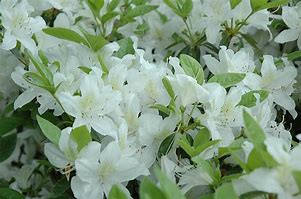 Image result for Azalea (J) Palestrina