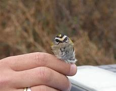 Image result for Smallest Bird of Prey