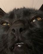Image result for Demon Cat Meme