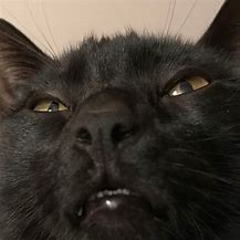 Image result for Evil Cat Face Meme
