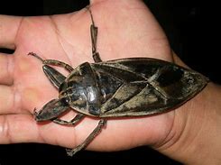Image result for Biggest Bug Ever Found