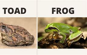 Image result for What Is Difference Between Frog and Toad