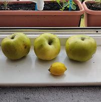 Image result for Giant Apple