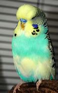 Image result for Fat Baby Bird