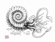 Image result for Ammonite Animal