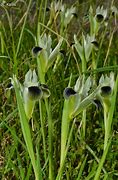 Image result for Iris tuberosa