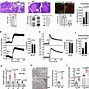 Image result for IP6 Pathway