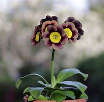 Primula auricula Old Smokey に対する画像結果