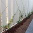 Image result for Climbing Vines Trained On Fence