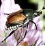 Image result for Beetle Bug Identification