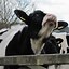 Image result for Cow Soon Meme