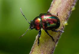 Image result for Charolles Iridescence