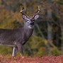 Image result for 150-Inch Whitetail Buck