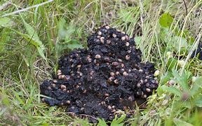 Image result for Bear Poop iPhone