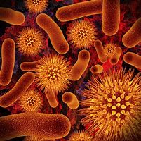 Image result for bacteria