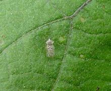 Image result for "eggplant-lace-bug"