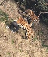 Image result for Mauled to Death Tiger
