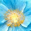 Image result for Meconopsis sheldonii