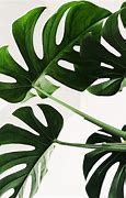 Image result for Green Plants PC Wallpaper
