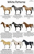 Image result for Horse Breeds and Types