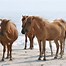 Image result for Assateague Wild Horses