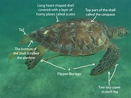 Image result for Sea Turtle Fun Facts