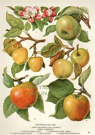Image result for Vintage Antique Botanical Apple Illustration