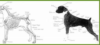 Image result for boxer dog anatomy