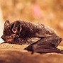 Image result for Bats in Portland Oregon