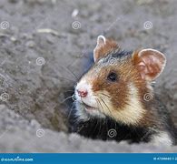 Image result for Field Hamster