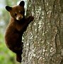 Image result for Free Nature Animals