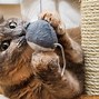 Image result for Cat Exercising