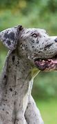 Image result for Awesome Dog 2