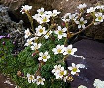 Image result for Saxifraga pubescens subsp. iratiana