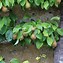 Image result for Pyrus communis Louise Bonne dAvranche