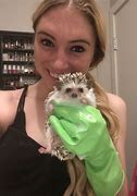 Image result for Pet Baby Hedgehog