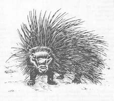 Image result for Giant Porcupine Dnd