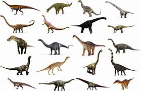 Image result for What Is the Biggest Animal in the World That Starts with a M