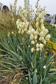 Image result for Tall Green Plant with White Flowers