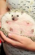 Image result for Fat Baby Hedgehog