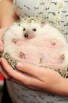Image result for Fat Baby Animals